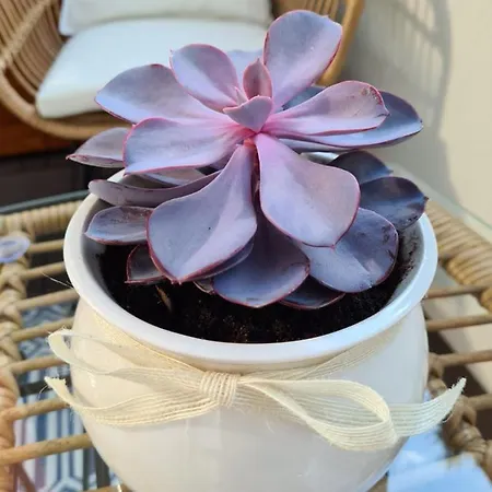 Apartamento Polana *